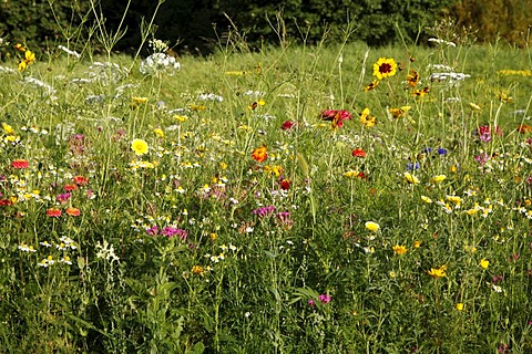 Meadow with many wild flowers in full bloom