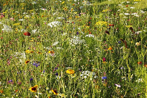 Meadow with many wild flowers in full bloom