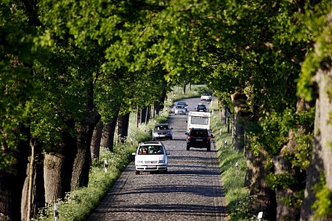 Country road, avenue, part of the Deutsche Alleenstrasse German Avenue Road, between Granitz and Putbus, Ruegen island, Mecklenburg-Western Pomerania, Germany, Europe