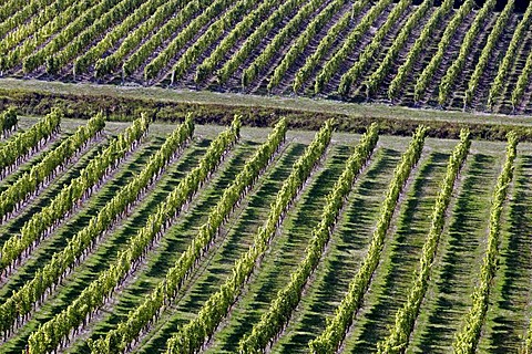 Semillon wine grapes in Monbazillac vineyard, Dordogne, Aquitaine, France, Europe