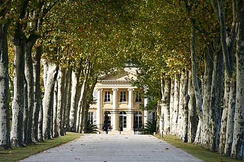 Chateau Margaux entrance, Sycamore trees, famous vineyard, Medoc, Bordeaux, Aquitaine, France, Europe