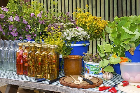 Making of herbal oil in the farm museum in Wolfegg, Upper Swabia, Allgaeu, Baden-Wuerttemberg, Germany, Europe