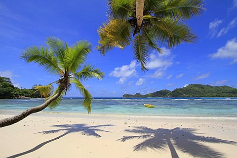 Coconut palm trees (Cocos nucifera) on beach, Baie Lazare, island of Mahe, Seychelles, Africa, Indian Ocean