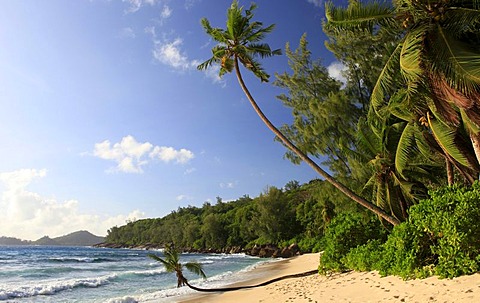 Coconut palm (Cocos nucifera) on Anse Takamaka beach, Mahe island, Seychelles, Africa, Indian Ocean