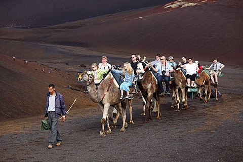 Camel rides, dromedaries in Timanfaya National Park, Montanas del Fuego volcanoes, Lanzarote, Canary Islands, Spain, Europe