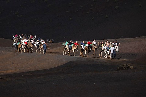 Camel rides, dromedaries in Timanfaya National Park, Montanas del Fuego volcanoes, Lanzarote, Canary Islands, Spain, Europe