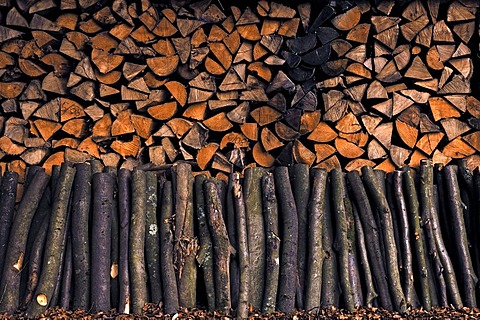 Stacked firewood, beech (Fagus sylvatica)