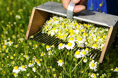 Chamomile rake, herb farm, Pflegerhof farm, Castelrotto, South Tyrol, Italy, Europe