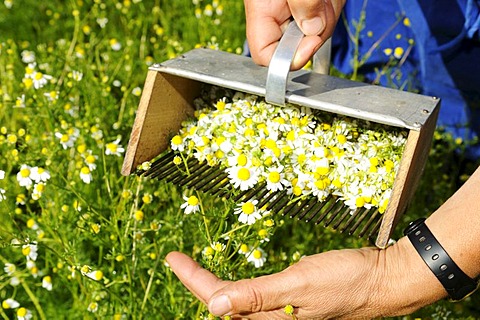 Chamomile rake, herb farm, Pflegerhof farm, Castelrotto, South Tyrol, Italy, Europe