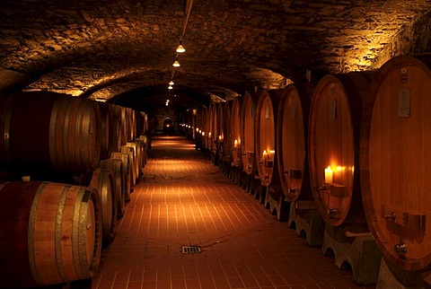 Wine cellar with oval-shaped wooden wine barrels