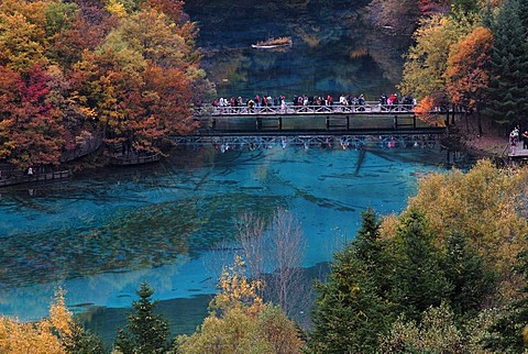 Autumn mood and reflections of trees at the turquoise Five Colour Lake in which dead trees are lying, Jiuzhaigou Valley, Jiuzhaigou National Park, Sichuan, China, Asia