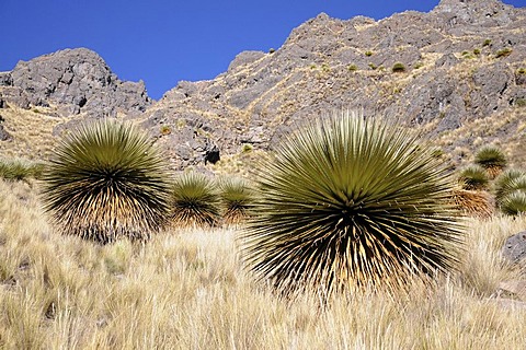 Queen of the Andes (Puya raimondii), Via de los Libertado, Peru, South America, Latin America