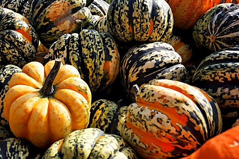 Pumpkins