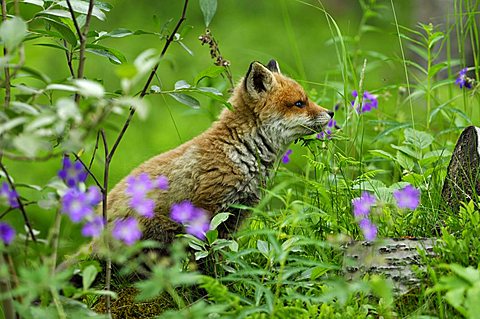 Red Fox pup (Vulpes vulpes), Norway, Scandinavia, Europe