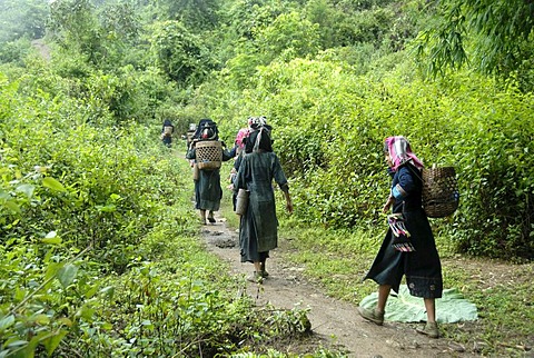 Poverty, ethnology, young women of the Akha Nuqui ethnic group walking together through the jungle on a path, traditional costume, traditional clothing, color indigo, headgear, baskets on their backs, Ban Phou Yot village, Phongsali district and province,