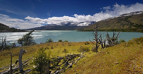 Dead trees, Laguna Verde, Green Lagoon, Patagonia, Chile, South America