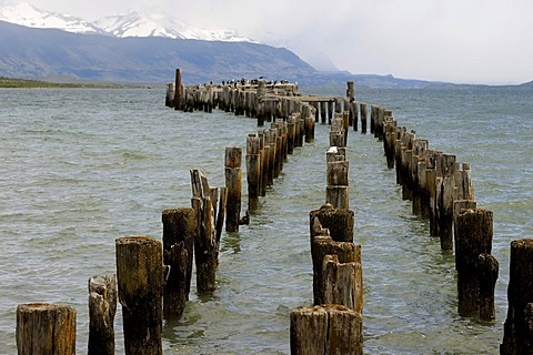 Wood piles in a lake, Patagonia, Chile, South America