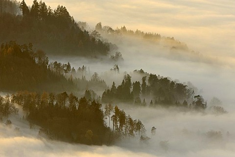 Forest shrouded in mist, Canton Schwyz, Switzerland, Europe