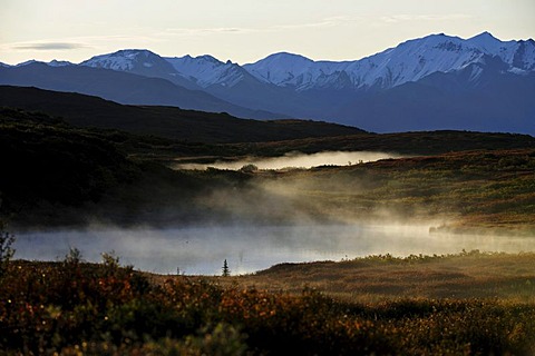 Steam rising from the beaver ponds into the cold air, early morning, Denali National Park, Alaska