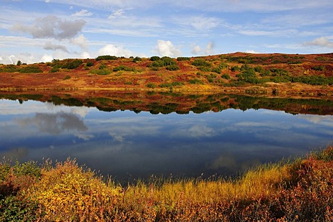 Beaver pond, Denali National Park, Alaska