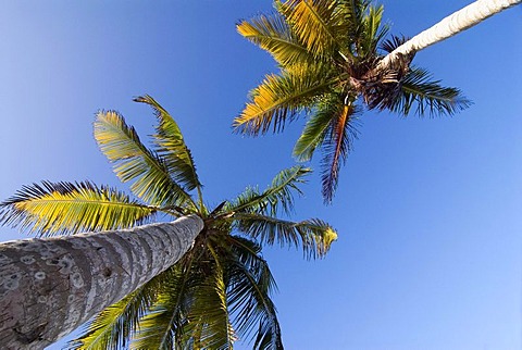 Palm trees at Playa El Agua beach on the island of Isla Margarita, Venezuela, South America