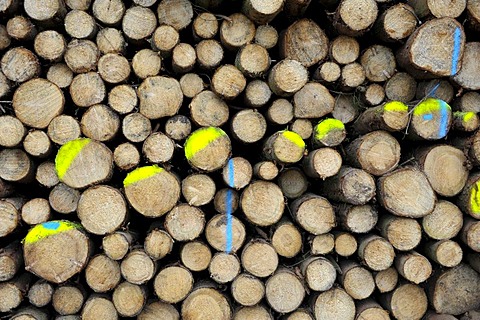 Felled tree trunks, marked