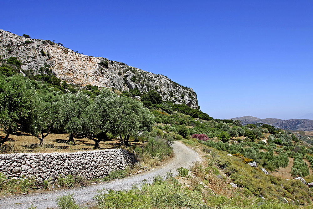 Olive terraces near Anogia, Psiloritis mountains, Crete, Greece, Europe