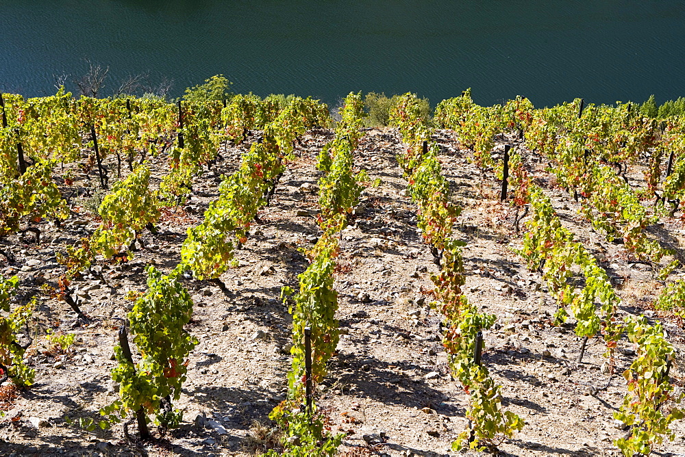 Douro river and vineyards, Portugal, Europe