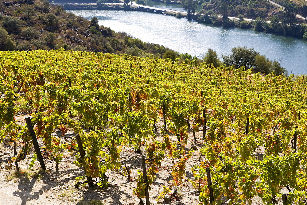 Douro river and vineyards, Portugal, Europe