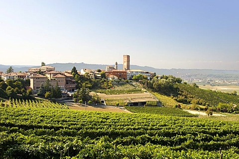 Barbaresco, Provincia Cuneo, Piemont, Piedmont, Italy, Europe