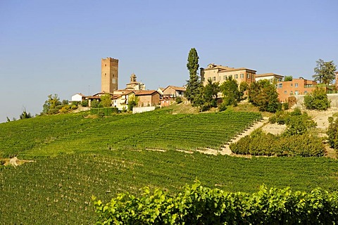 Barbaresco, Provincia Cuneo, Piedmont, Italy, Europe