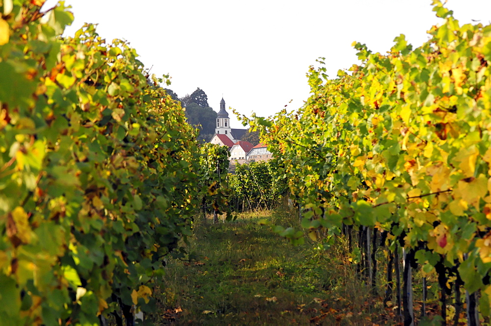 Grape harvest 2009, Trollinger, Loewenstein, Baden-Wuerttemberg, Germany, Europe