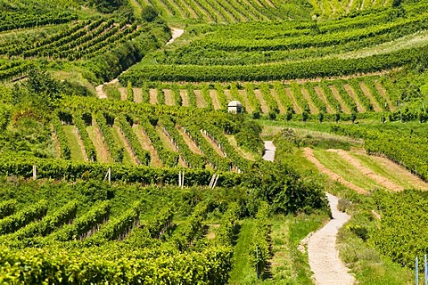 Country road through the vineyards of Baden near Vienna, Lower Austria, Austria, Europe