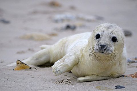 Grey Seal (Halichoerus grypus) pup, a few days old