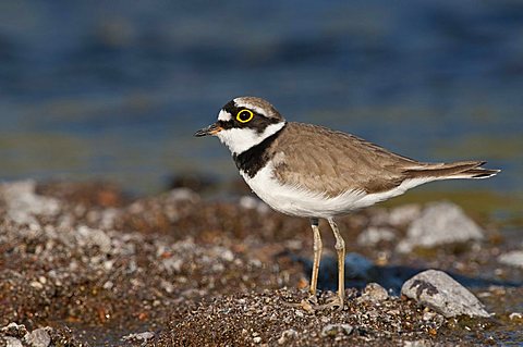 Ringed Plover (Charadrius dubius)