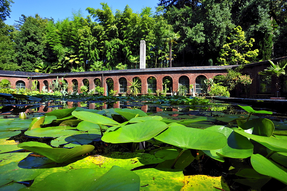 Botanic Gardens, Giardini di Villa Taranto, Verbania, Lake Maggiore, Piedmont, Italy, Europe