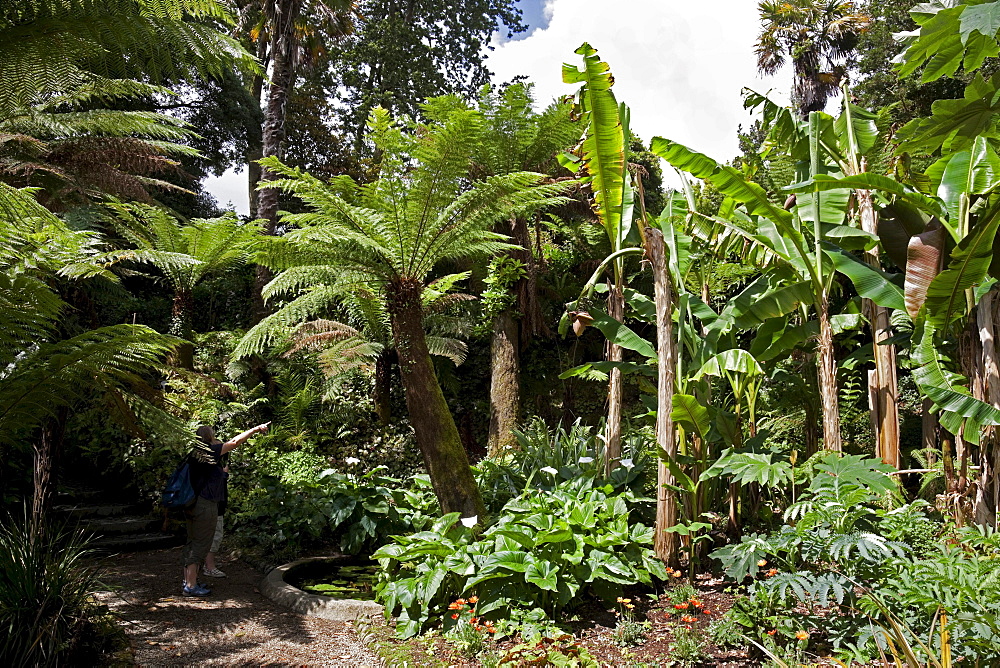 Palm trees in Glendurgan Garden, Falmouth, Cornwall, England, United Kingdom, Europe