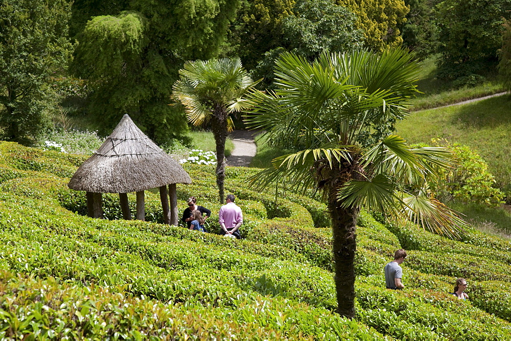 Palm tree in the maze, Glendurgan Garden, Falmouth, Cornwall, England, United Kingdom, Europe