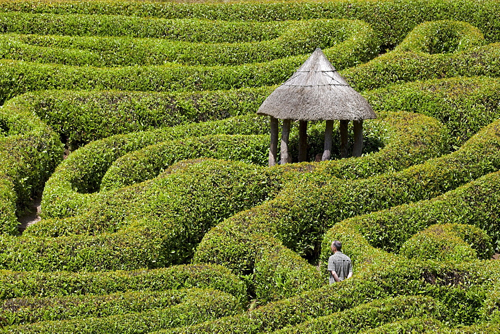 Maze Glendurgan Garden, Falmouth, Cornwall, England, United Kingdom, Europe