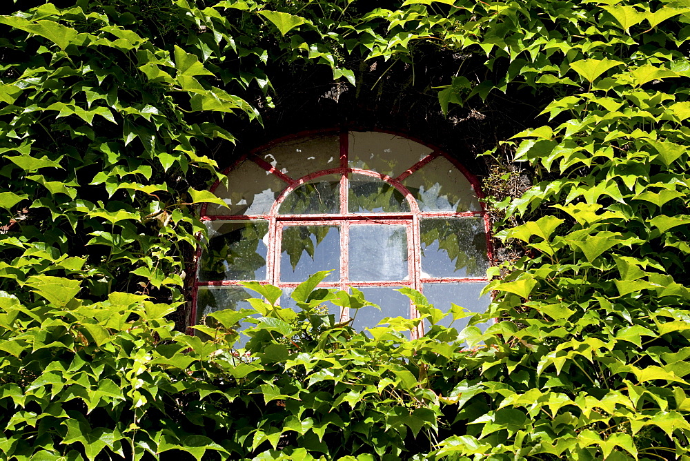 Wild wine growing on an old house facade, Kuenstlerzeche "Unser Fritz" artist's center, Herne, North Rhine-Westphalia, Germany, Europe