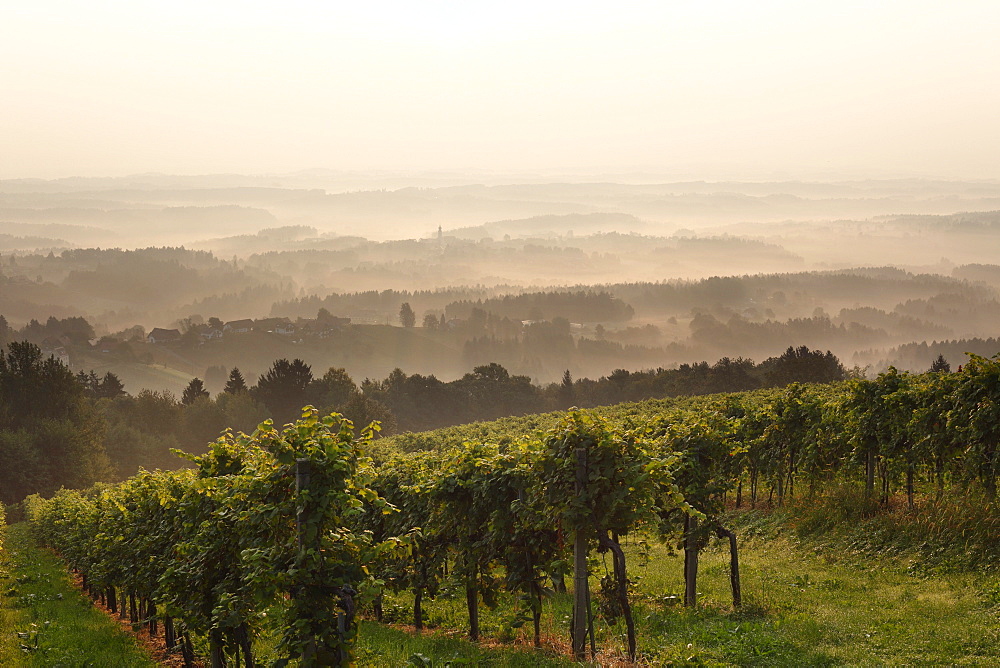 Morning mist, vineyard in Langegg near St. Stefan ob Stainz, Schilcher wine route, Styria, Austria, Europe