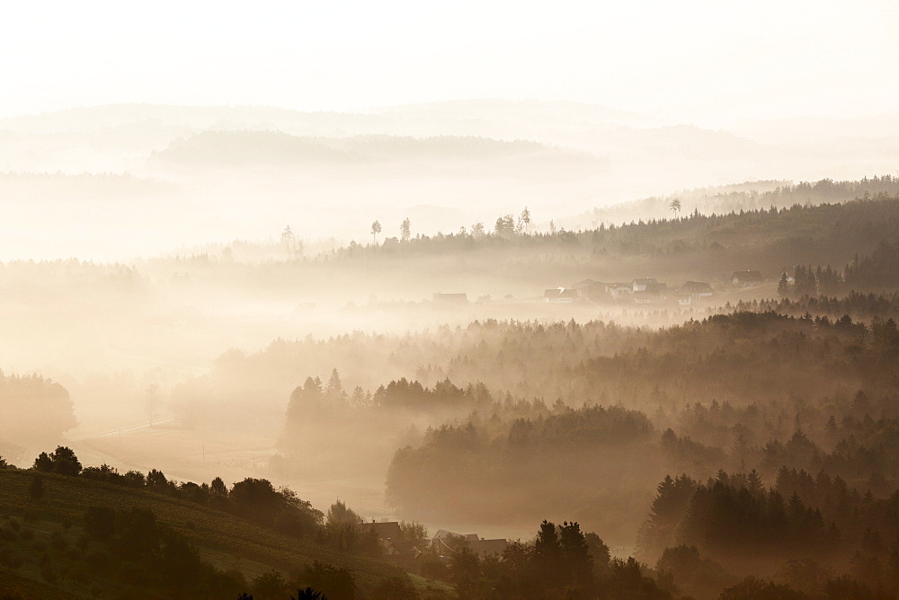 Morning mist near St. Stefan ob Stainz, Schilcher wine route, Styria, Austria, Europe