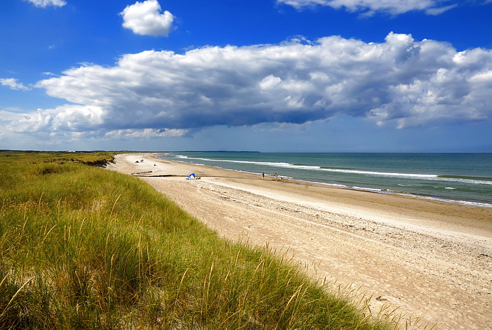 Wall dunes, natural beach and the North Sea, Kollerup beach, Jammer Bay, North West Jutland, Denmark, Europe