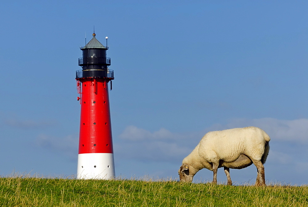 Pellworm Lighthouse and a sheep on a dyke, North Frisian Islands, North Friesland district, Schleswig-Holstein, Germany, Europe