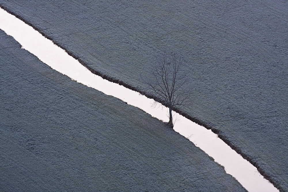 Tree in a creek in the upper Danube valley, Sigmaringen district, Baden-Wuerttemberg, Germany, Europe