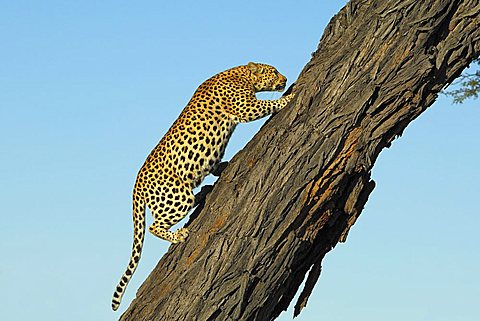 Leopard (Panthera pardus) climbing on Acacia erioloba tree