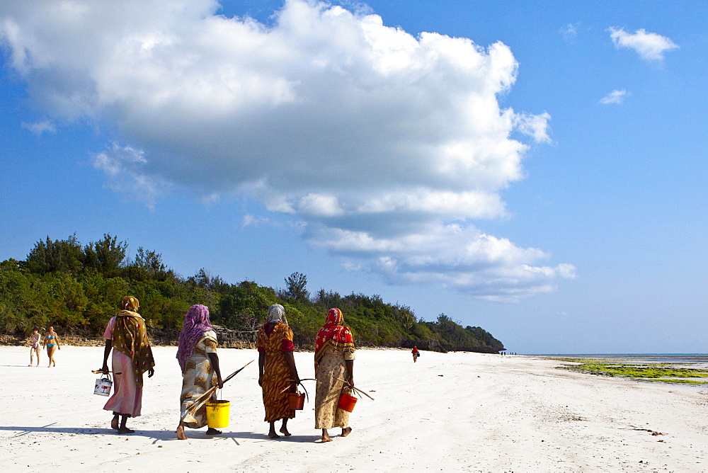 Women carry their caught fish in buckets, Zanzibar, Tanzania, Africa