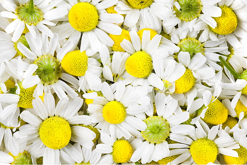 Freshly picked Chamomile (Matricaria chamomilla or Chamomilla recutita) flowers