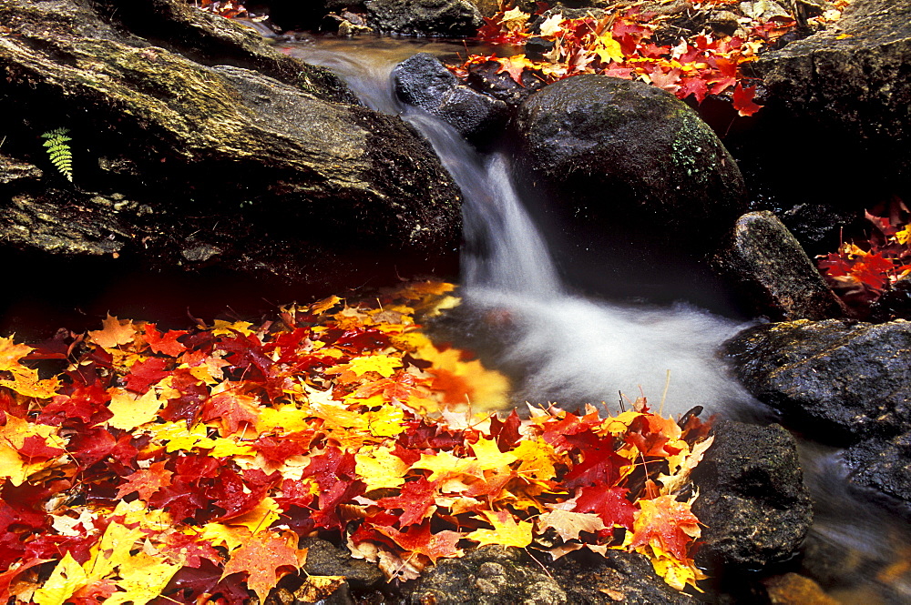 Autumn leaves in a stream in the Parc National de la Gatineau, National Park near Ottawa, Canada