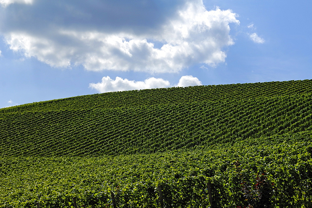 Vineyard against cloudy sky, Durbach, Baden-Wuerttemberg, Germany, Europe